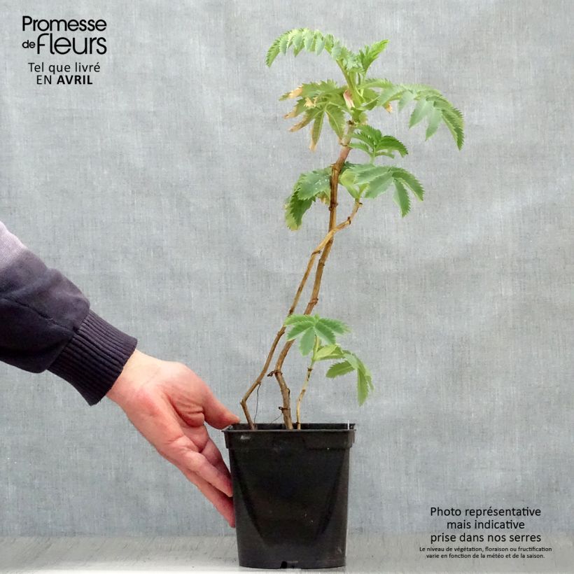 Melianthus major 2L/3L pot sample as delivered in spring