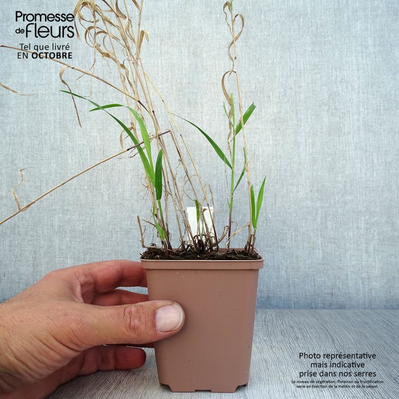 Melica altissima Atropurpurea 8/9 cm pot sample as delivered in autumn