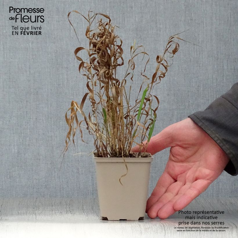 Melica altissima Atropurpurea 8/9 cm pot sample as delivered in winter