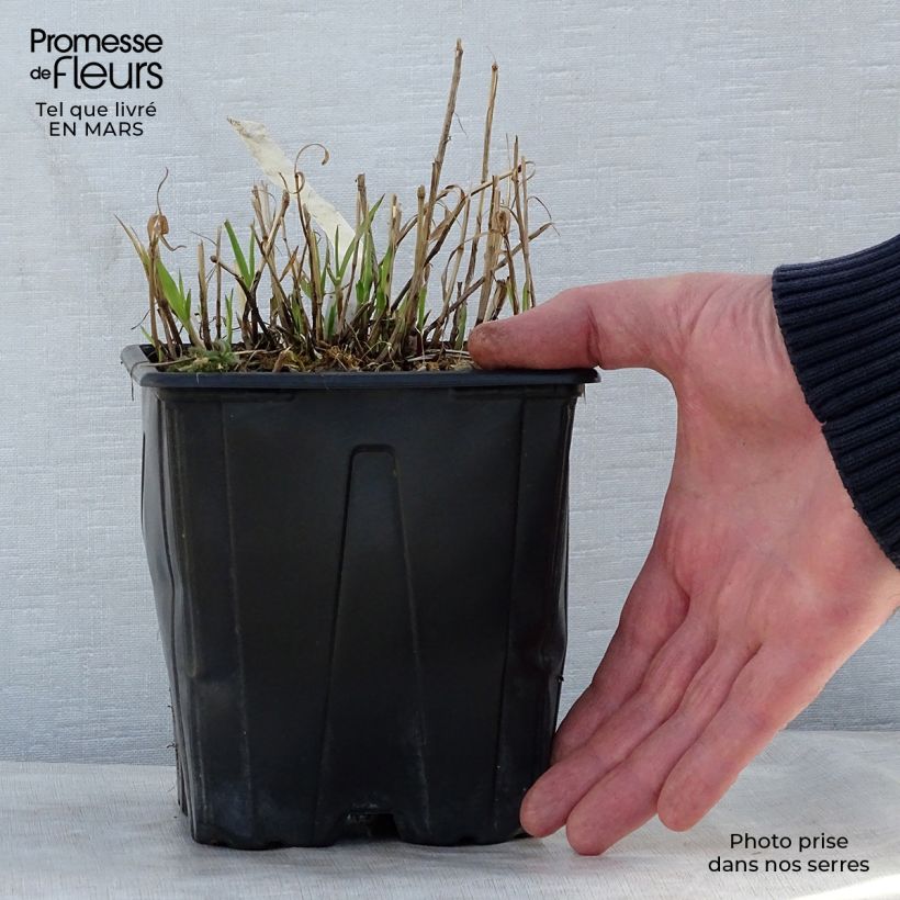 Melica altissima Atropurpurea 2L/3L pot sample as delivered in spring