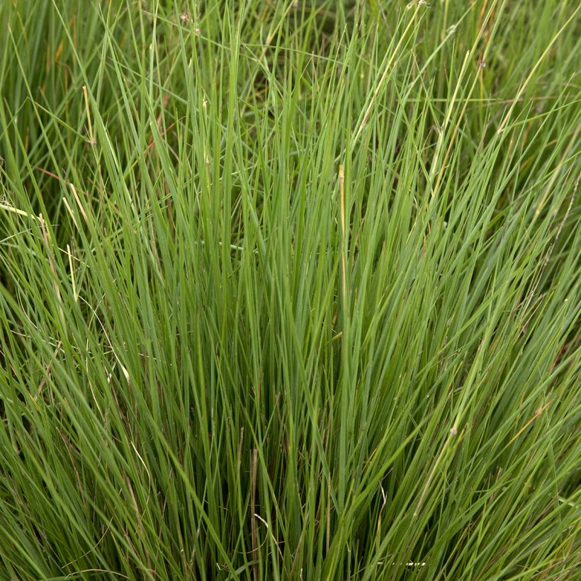 Melinis nerviglumis (Foliage)