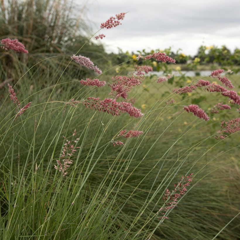 Melinis nerviglumis (Flowering)