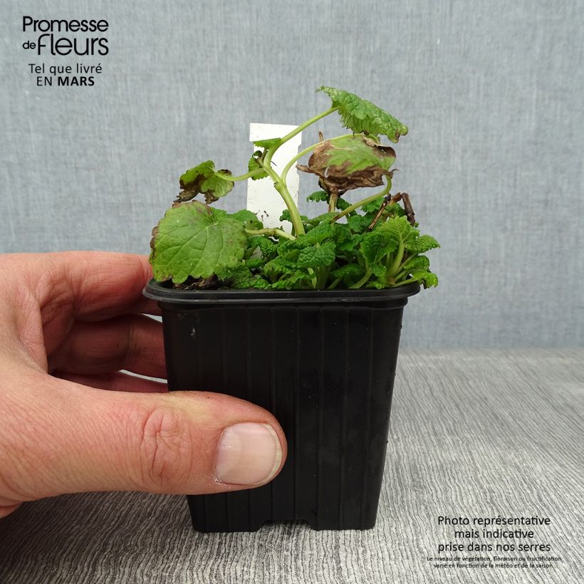 Melissa officinalis Aurea 8/9 cm pot sample as delivered in winter