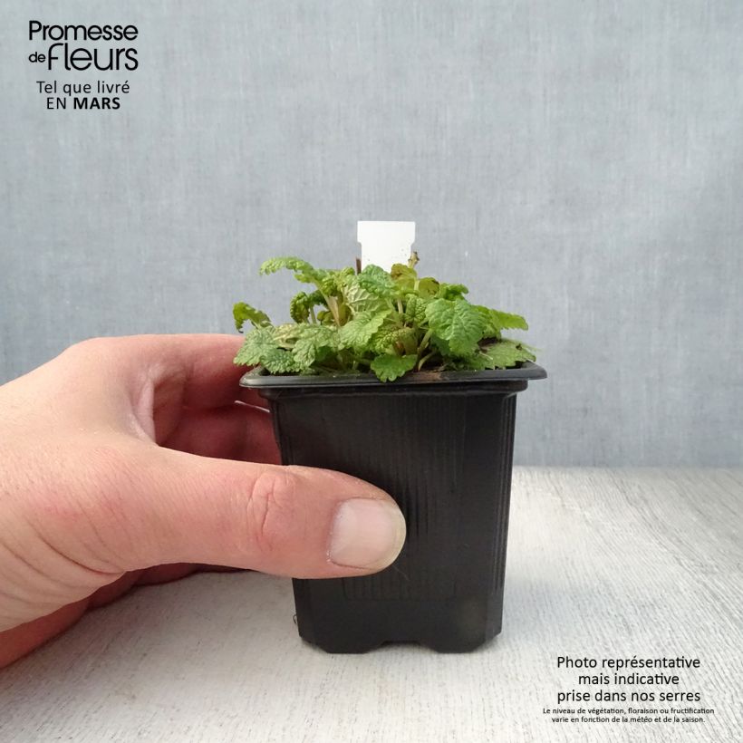 Melissa officinalis Aurea 8/9 cm pot sample as delivered in spring