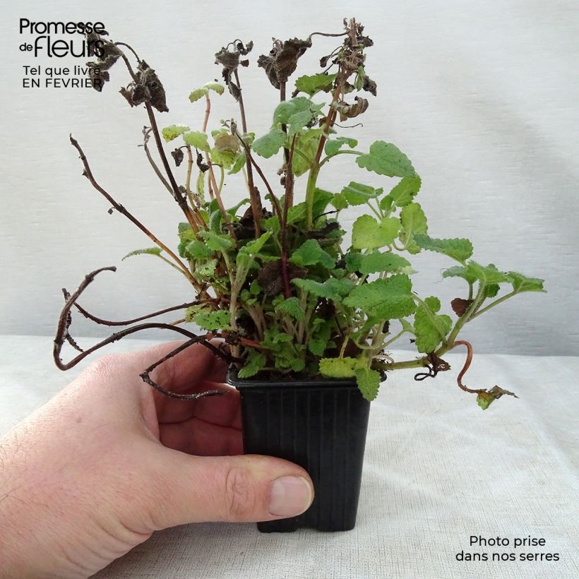 Melissa officinalis subsp. altissima 7/8 cm pot sample as delivered in winter