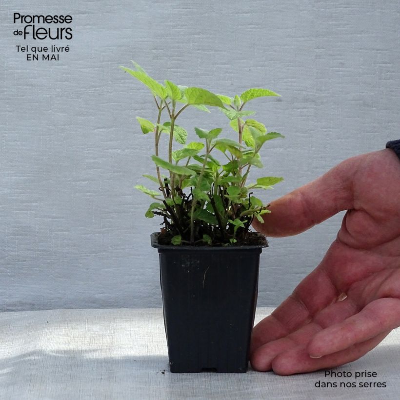 Melissa officinalis subsp. altissima 7/8 cm pot sample as delivered in spring