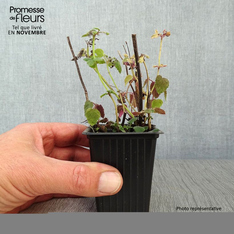 Melissa officinalis subsp. altissima 7/8 cm pot sample as delivered in autumn