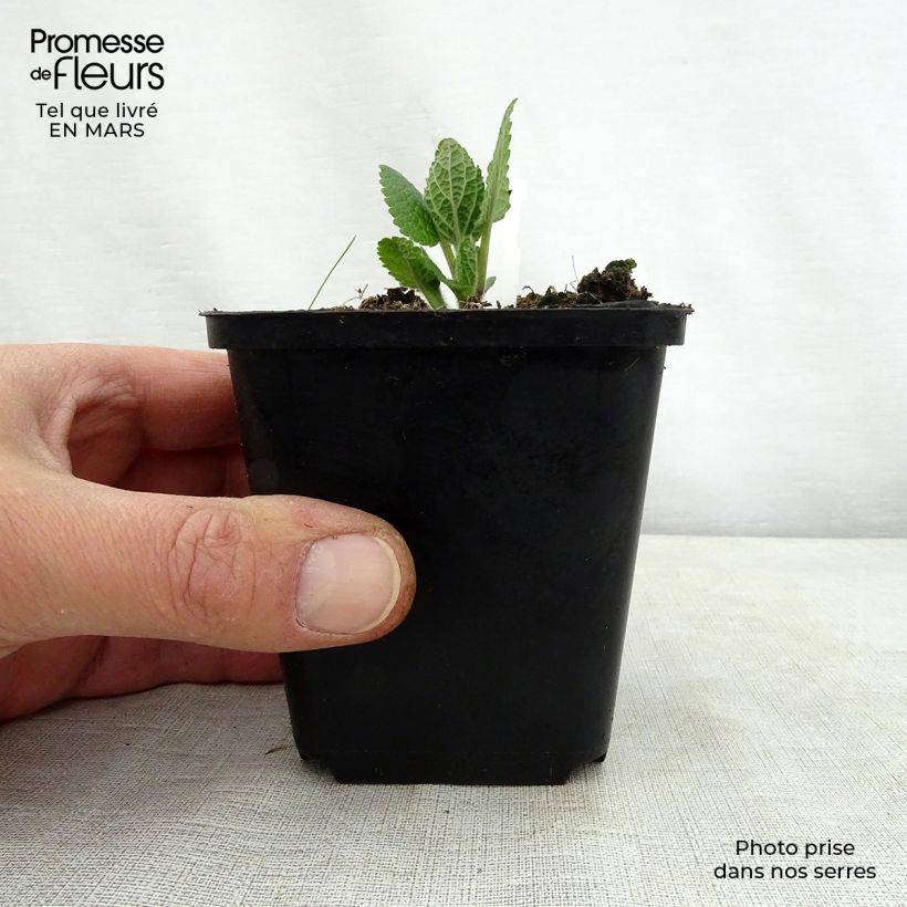 Melittis melissophyllum Alba 8/9 cm pot sample as delivered in spring