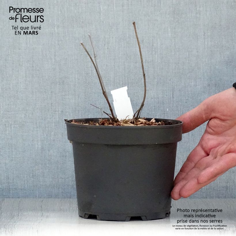 Melittis melissophyllum Alba 2L/3L pot sample as delivered in spring