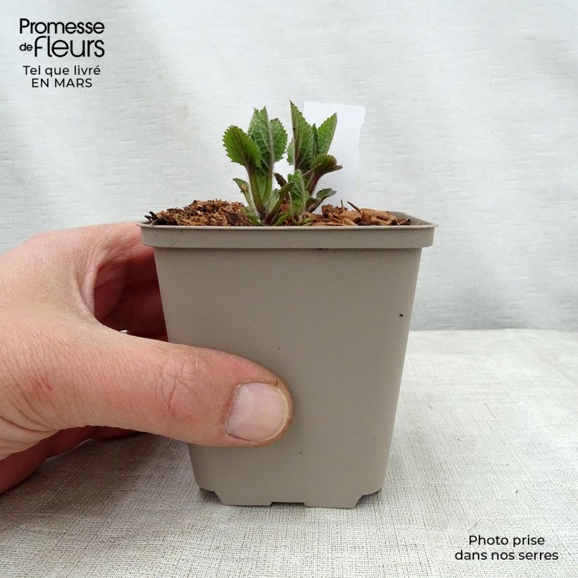 Melittis melissophyllum Royal Velvet 8/9 cm pot sample as delivered in spring