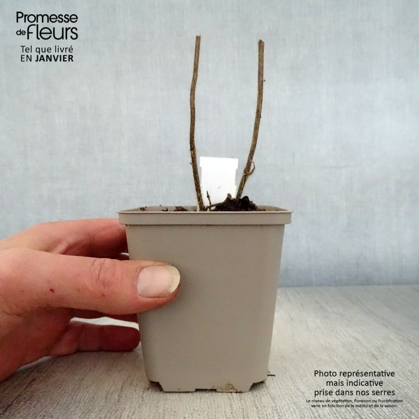 Melittis melissophyllum Royal Velvet 8/9 cm pot sample as delivered in winter