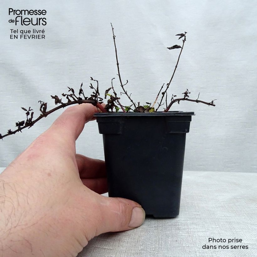 Mentha Algerienne 7/8 cm pot sample as delivered in winter