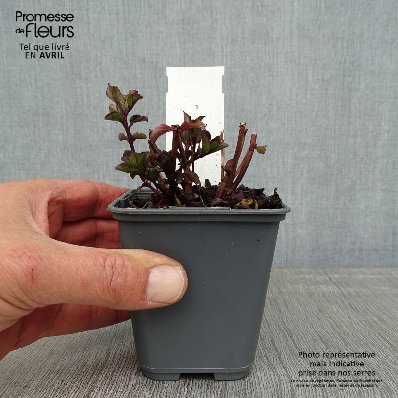 Mentha piperita Citrata - Mint 8/9 cm pot sample as delivered in spring