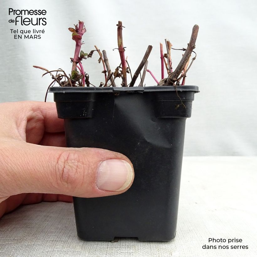 Mentha haplocalyx - Mint 8/9 cm pot sample as delivered in spring