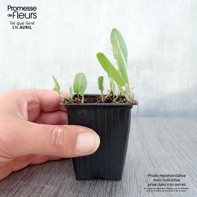 Tanacetum balsamita 7/8 cm pot sample as delivered in spring