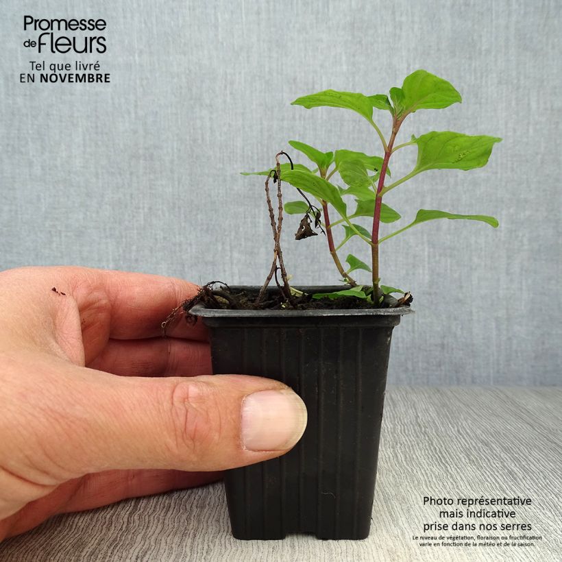 Cologne Water Mint BIO - Mentha citrata Cologne Water 7/8 cm pot sample as delivered in autumn