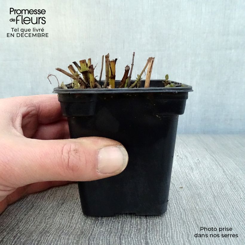 Cologne Water Mint BIO - Mentha citrata Cologne Water 7/8 cm pot sample as delivered in winter