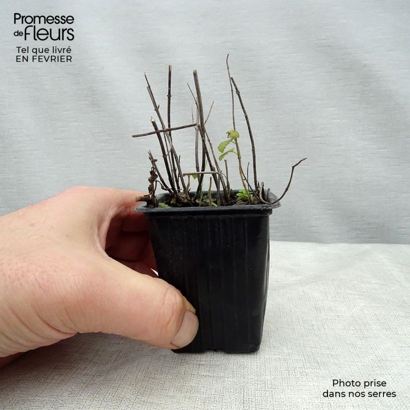 Organic Mentha spicata Fraise 7/8 cm pot sample as delivered in winter