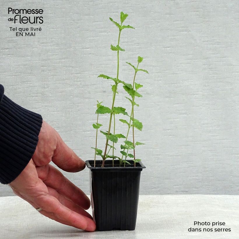 Organic Mentha spicata Fraise 7/8 cm pot sample as delivered in spring