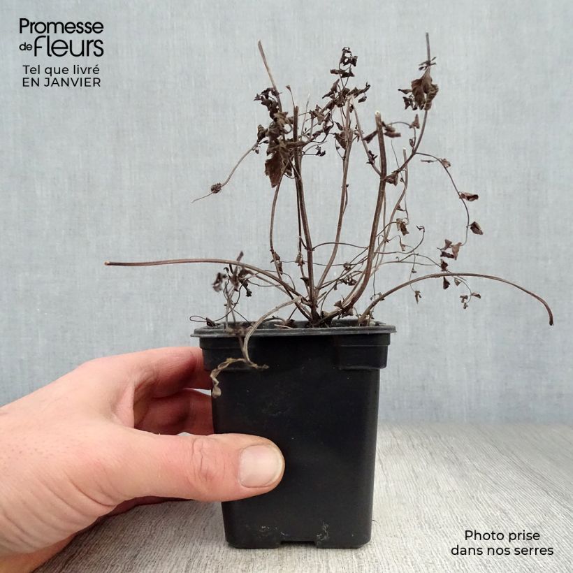 Organic Mentha piperita Ginger 7/8 cm pot sample as delivered in winter