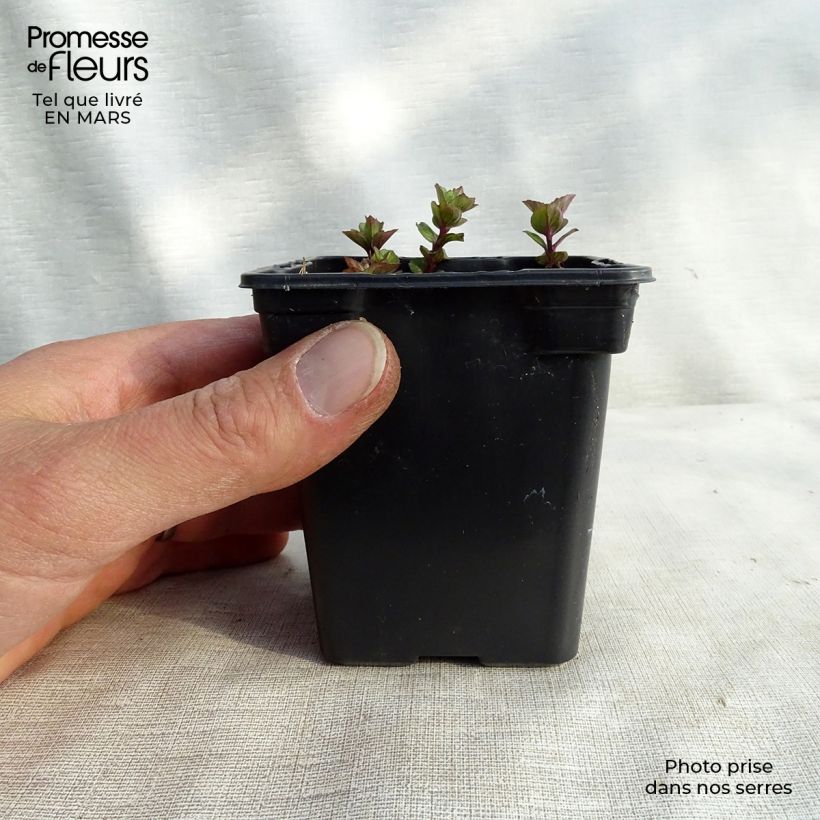 Organic Mentha citrata Goût d'Orange 8/9 cm pot sample as delivered in winter