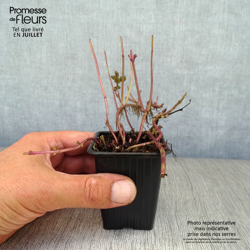 Mentha citrata Goût d'Orange 8/9 cm pot sample as delivered in summer