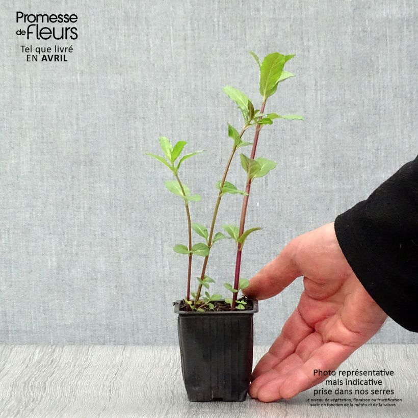 Mentha spicata Russe 7/8 cm pot sample as delivered in spring