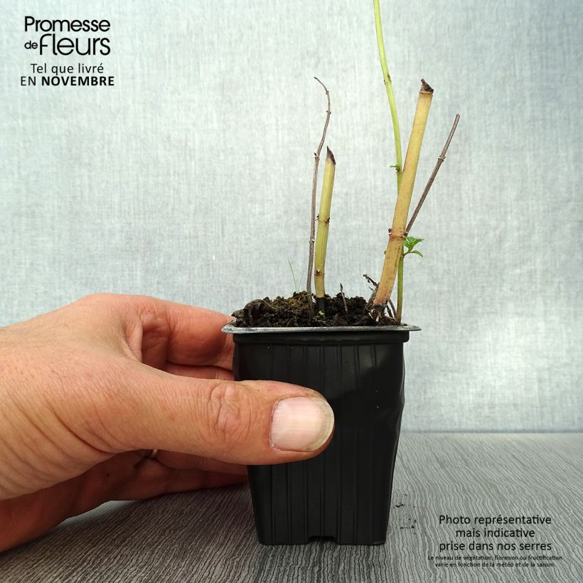 Mentha spicata Russe 7/8 cm pot sample as delivered in autumn