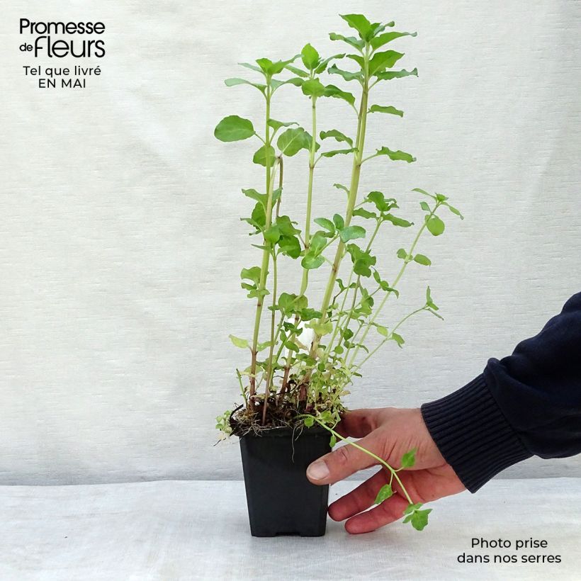 Water Mint - Mentha aquatica 8/9 cm pot sample as delivered in spring