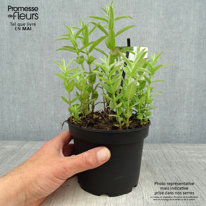 Mentha asiatica var asiatica - Mint 1.5L/2L pot sample as delivered in spring