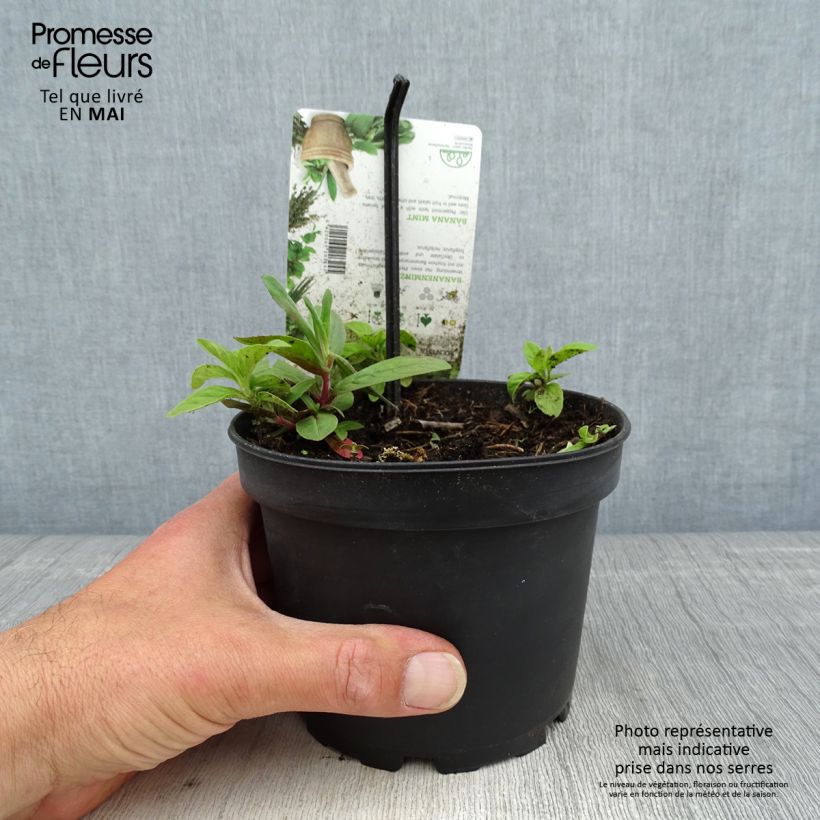 Mentha arvensis Banana 1.5L/2L pot sample as delivered in spring