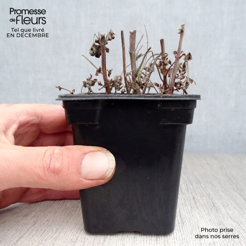 Buddleia Mint - Mentha longifolia Buddleja 8/9 cm pot sample as delivered in winter