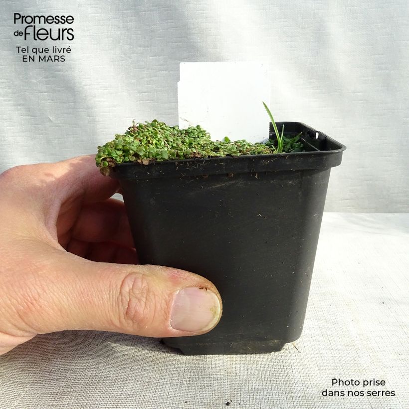 Mentha requienii - Mint 8/9 cm pot sample as delivered in spring