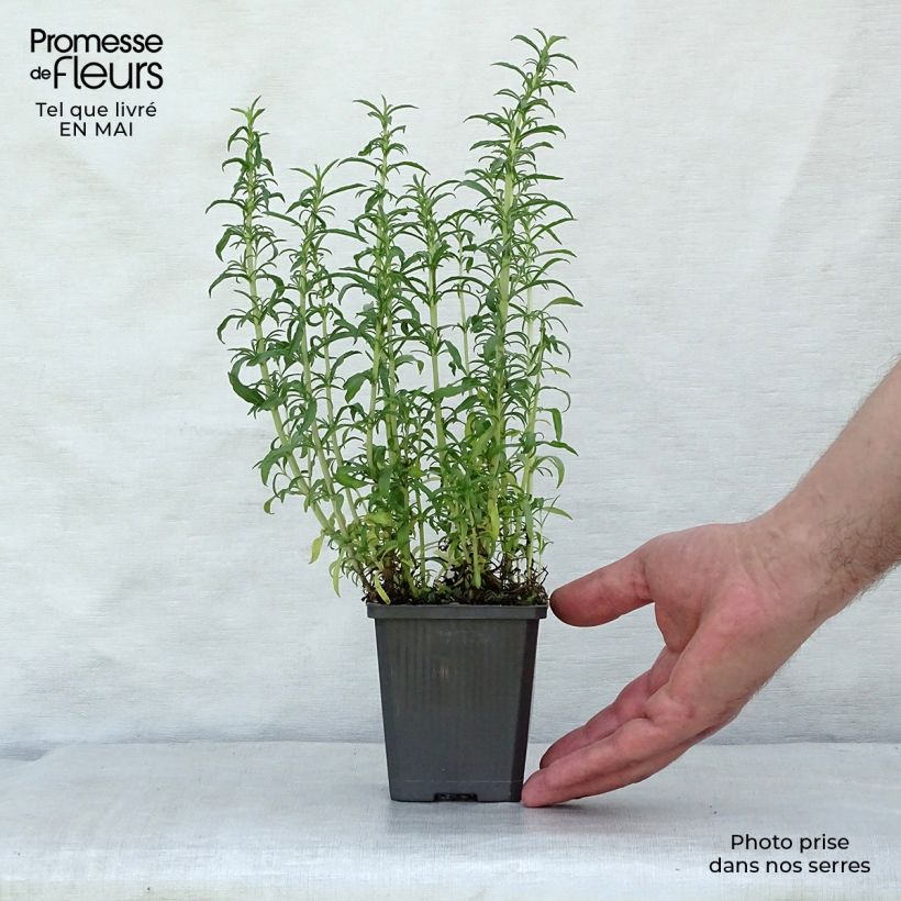 Hart's Pennyroyal - Mentha cervina 8/9 cm pot sample as delivered in spring