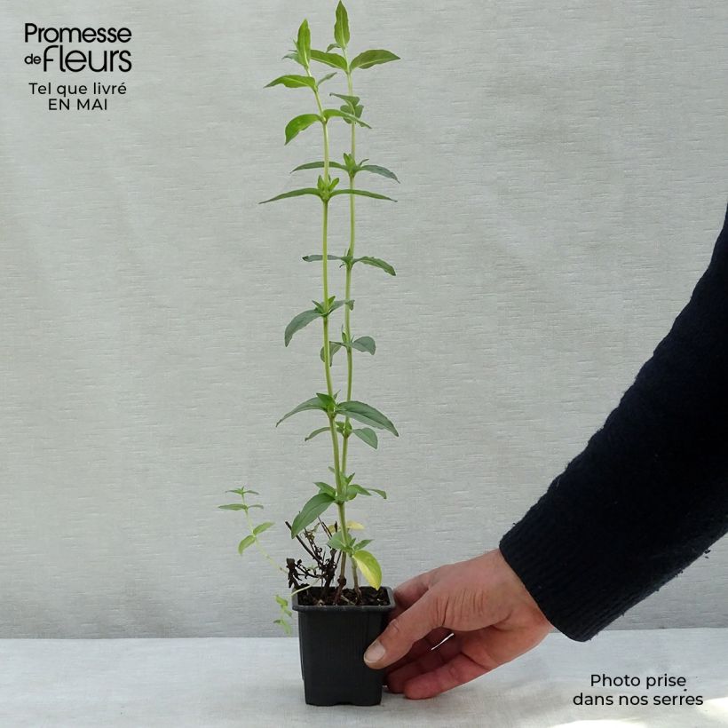 Pycnanthemum muticum - Mountain Mint 8/9 cm pot sample as delivered in spring