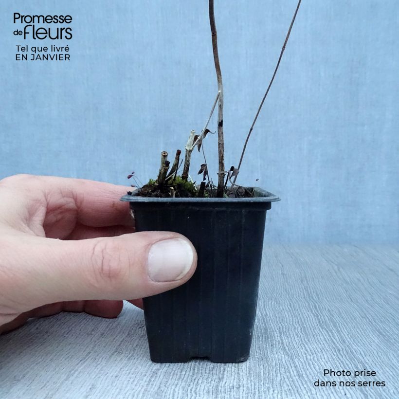 Pycnantemum pilosum 8/9 cm pot sample as delivered in winter