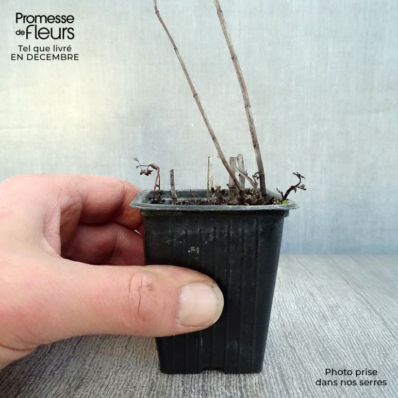 Mentha espagnole 8/9 cm pot sample as delivered in winter