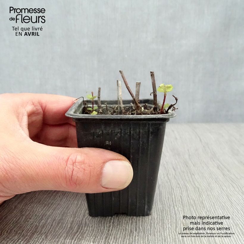 Mentha espagnole 8/9 cm pot sample as delivered in spring