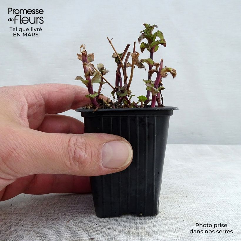 Organic Curly or Crinkled Mint - Mentha spicata Crispa 8/9 cm pot sample as delivered in winter