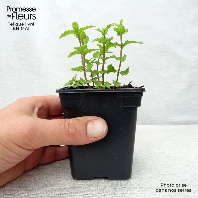 Moroccan Mint - Mentha spicata Nannah 7/8 cm pot sample as delivered in spring