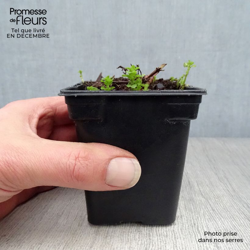 Moroccan Mint - Mentha spicata Nannah 7/8 cm pot sample as delivered in winter