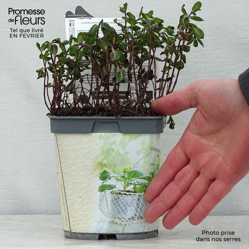 Organic Mentha spicata Nannah 1L/1.5L pot sample as delivered in winter