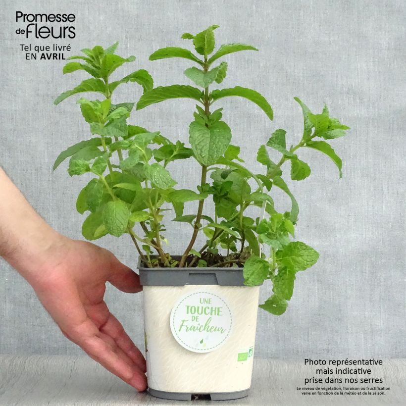 Organic Mentha spicata Nannah 1L/1.5L pot sample as delivered in spring