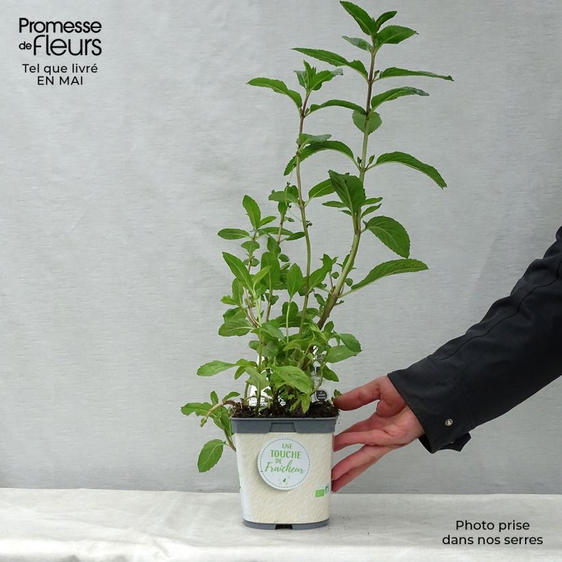 Organic Mentha piperita in Plants 7/8 cm pot sample as delivered in spring