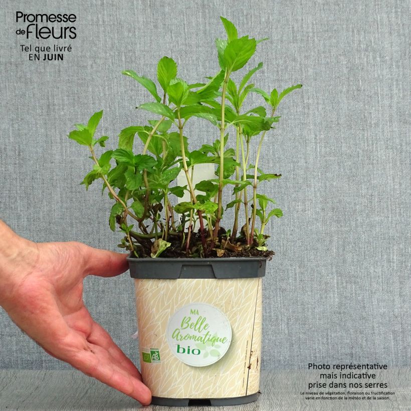 Organic Mentha piperita in Plants 7/8 cm pot sample as delivered in summer