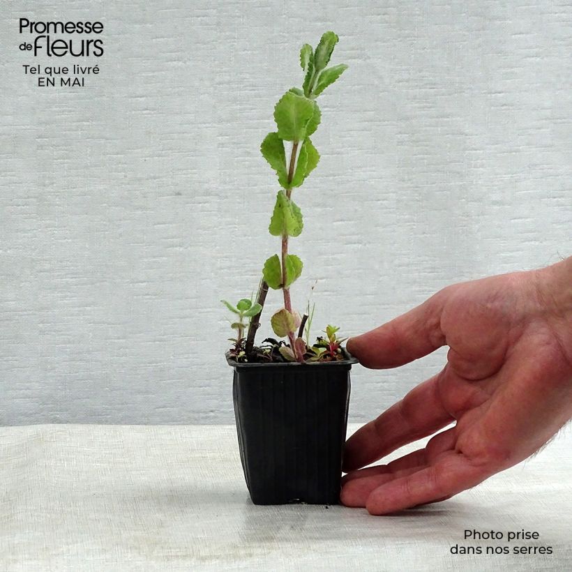 Apple Mint 8/9 cm pot sample as delivered in spring