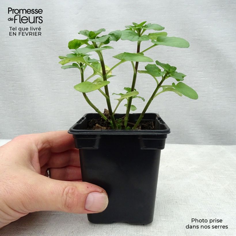 Organic Mentha rotundifolia 8/9 cm pot sample as delivered in winter
