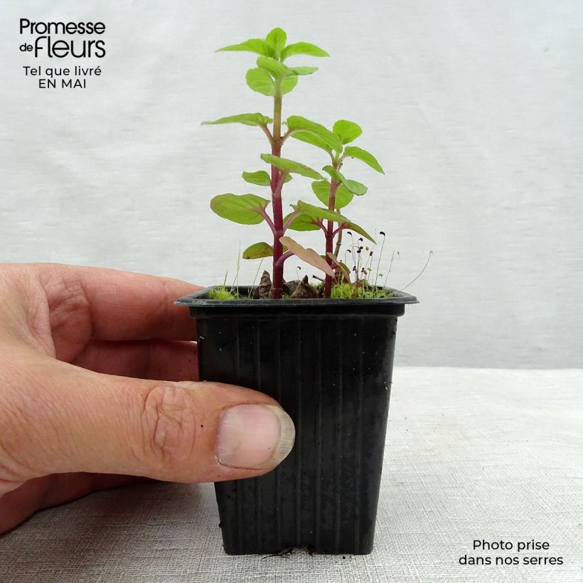 Organic Mentha rotundifolia 8/9 cm pot sample as delivered in spring