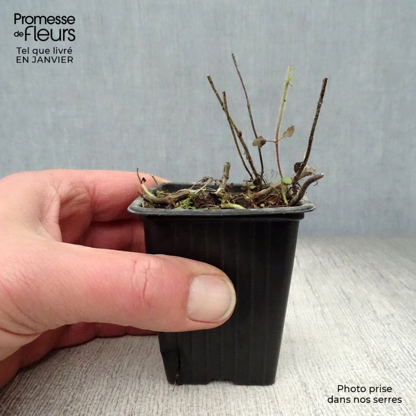 Mentha suaveolens 8/9 cm pot sample as delivered in winter