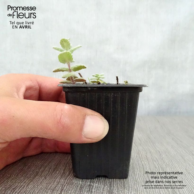 Mentha suaveolens 8/9 cm pot sample as delivered in spring